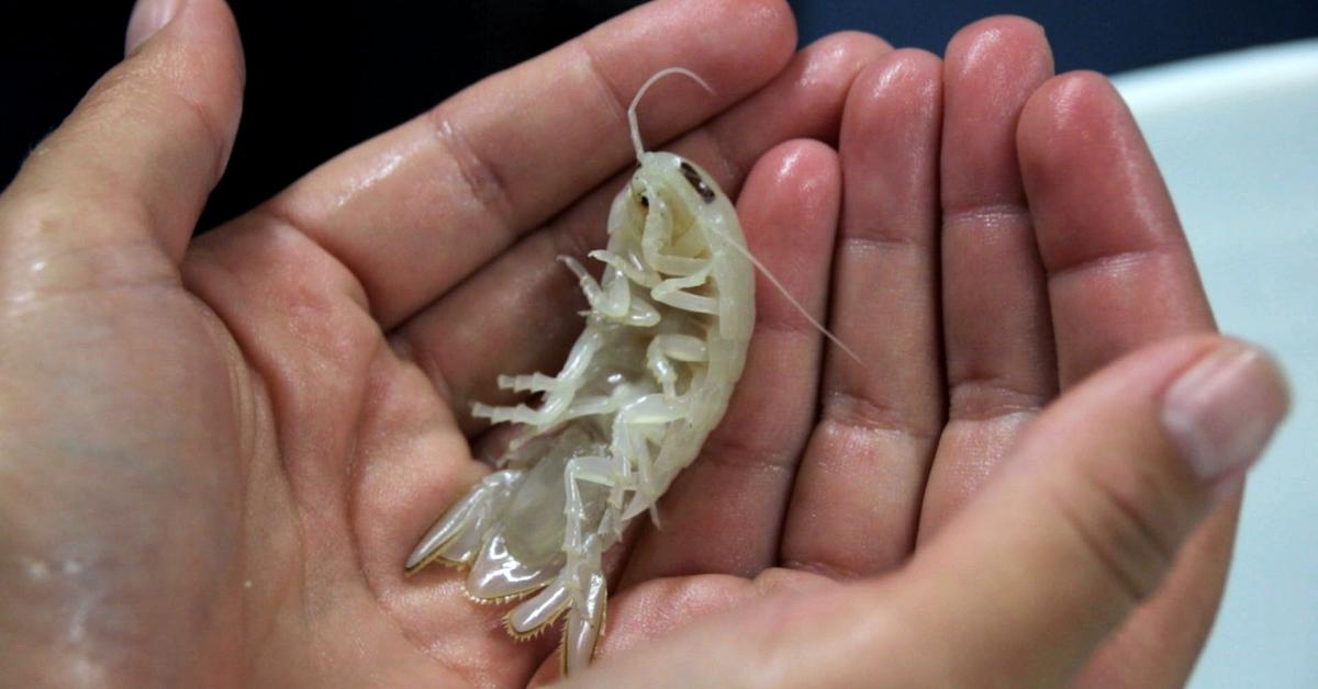 A pair of hands holds a Booralana nickorum isopod, who is about the length of a pinky finger.