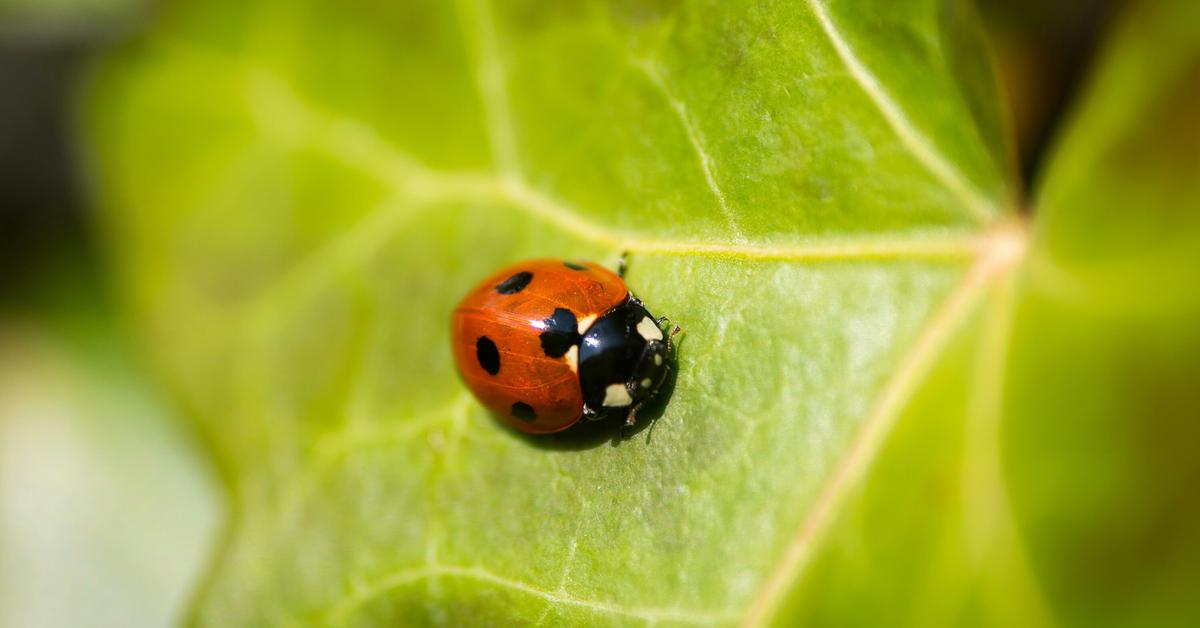 Correct proper right here Are the Religious Meanings of Ladybugs