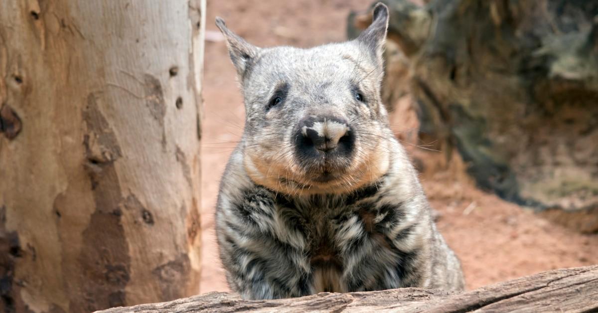 Uncommon Northern Bushy-Nosed Wombat Is a Sight to Behold When You Spot One