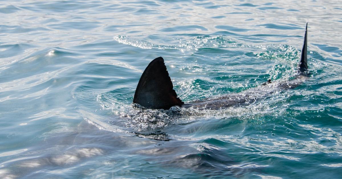 Great white shark swimming with fins sticking out from the ocean. 