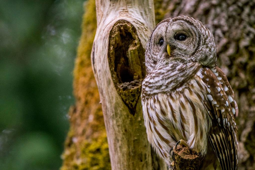 A barred owl is perched in a tree looking into the distance in a park in Kirkland, Washington.