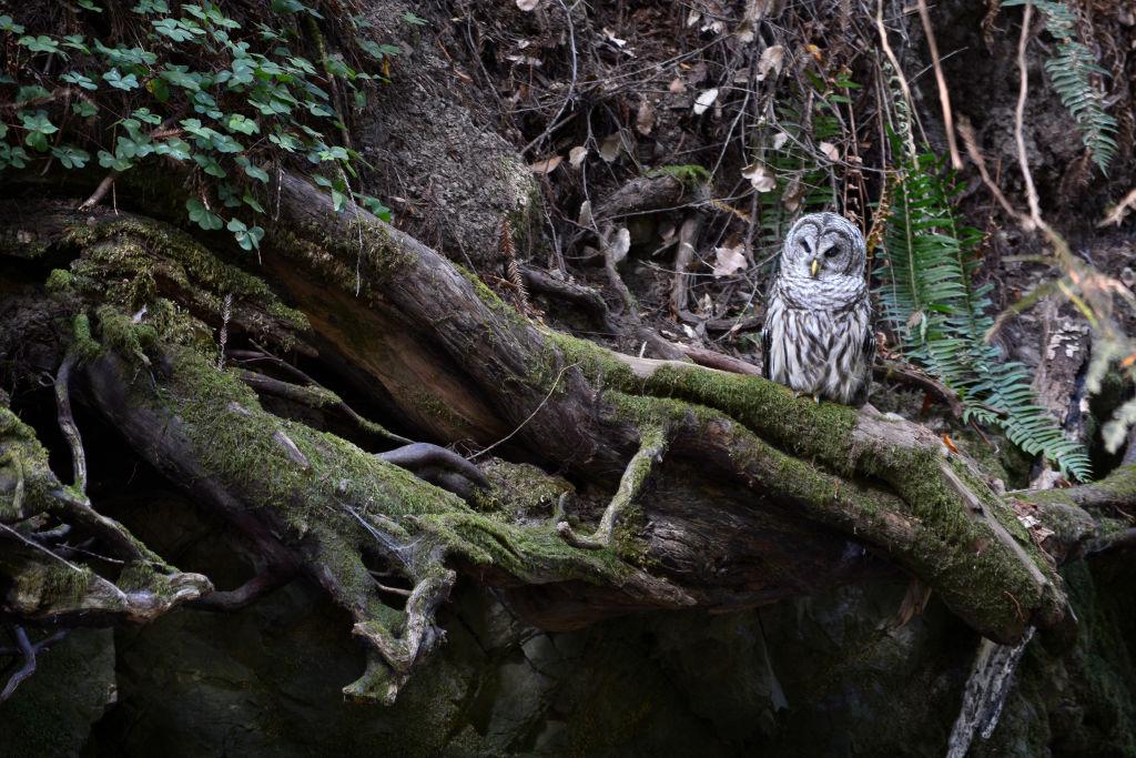 A northern spotted owl watches sits atop a tree beside a small stream in Muir Woods National Monument north of San Francisco, California.