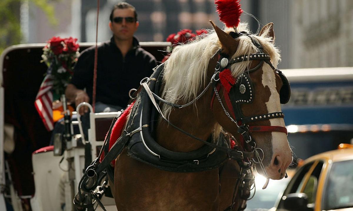 NYC carriage horse