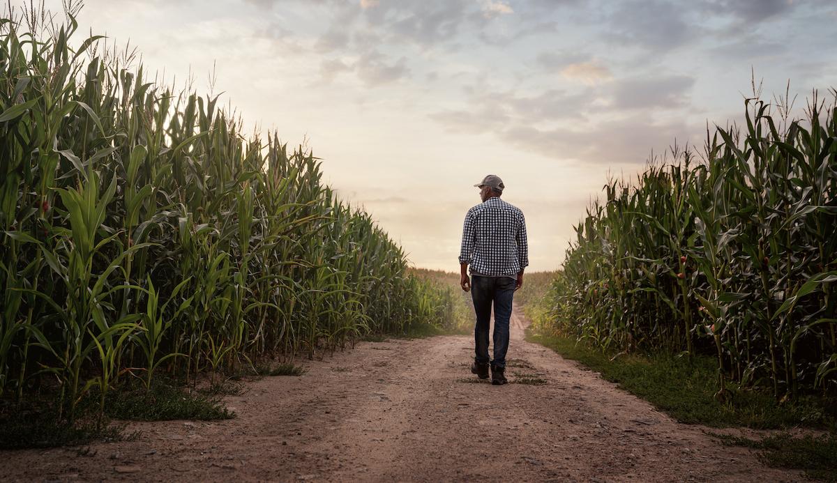 A farmer walking past his crops