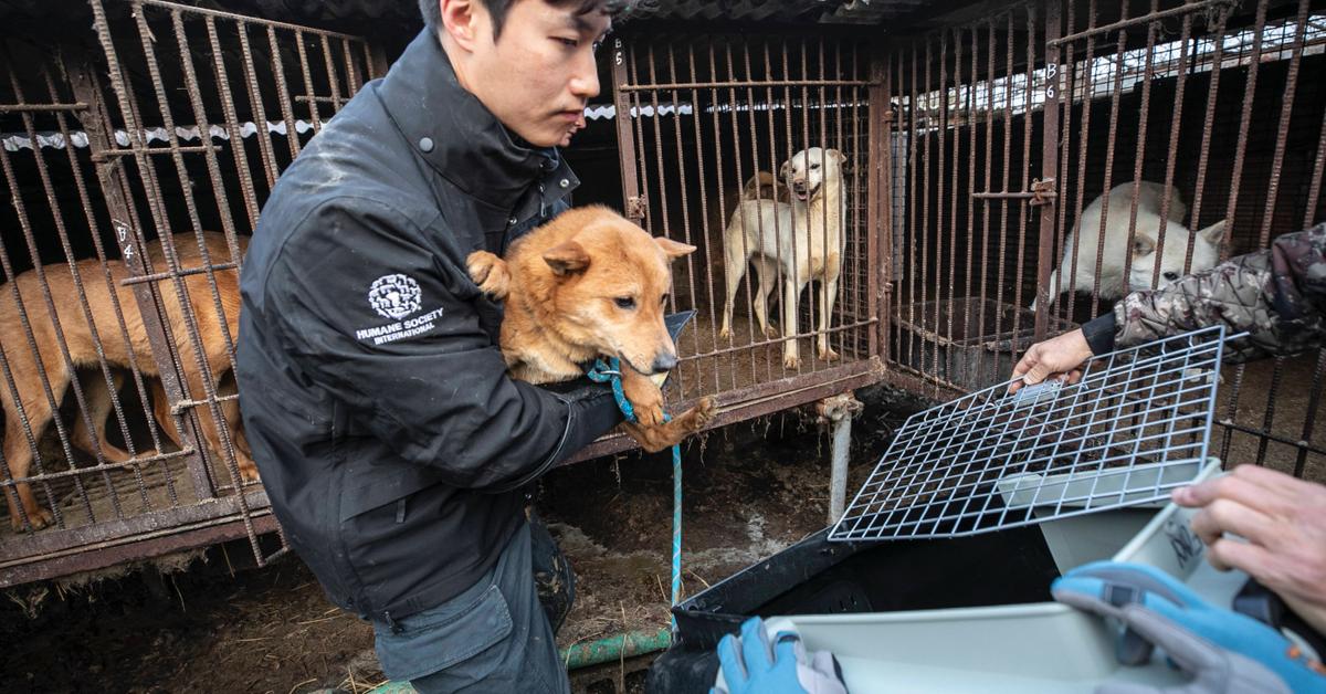 South Korea Bans Manufacturing and Sale of Canine Meat