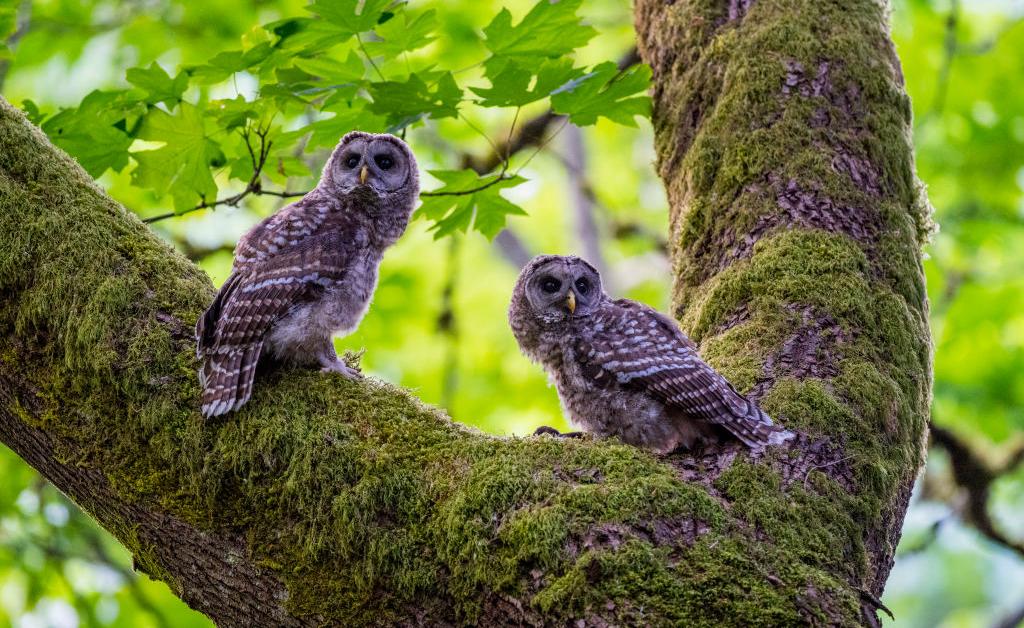 FWS Proposes Killing a Half Million Barred Owls — Particulars