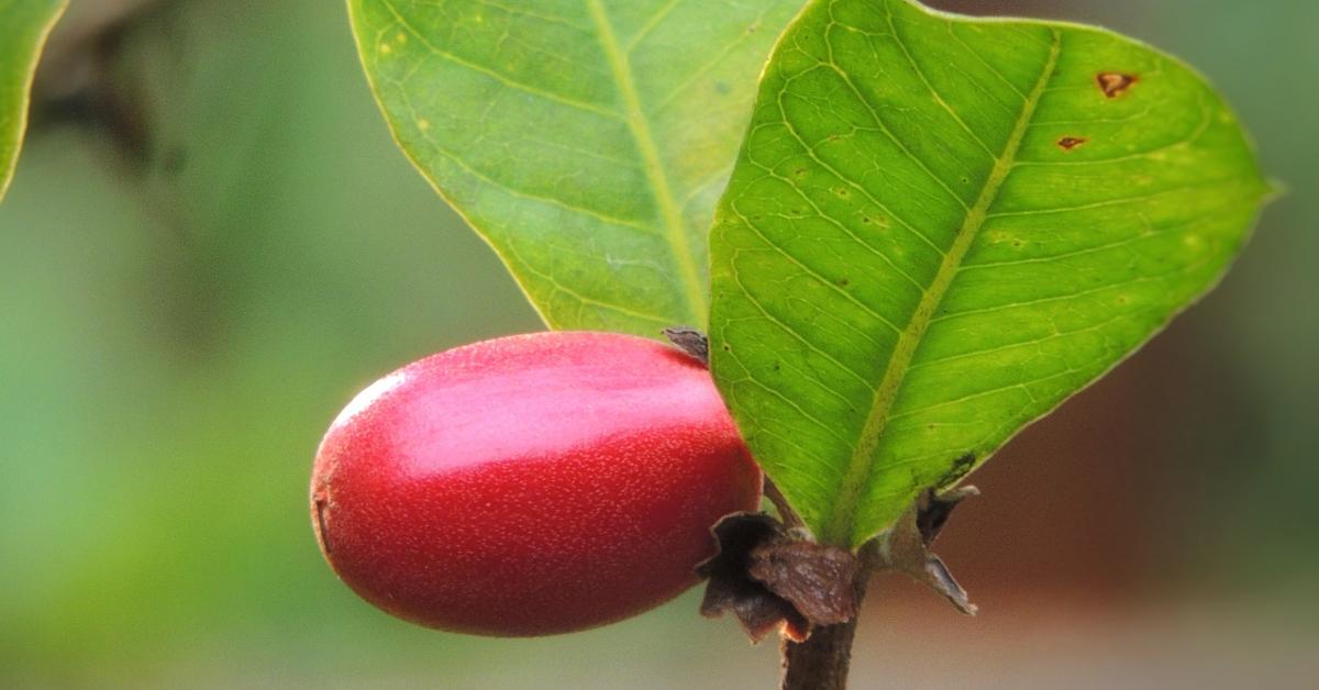 Why Is Miracle Fruit Illegal? Plus, The place You Can Buy It